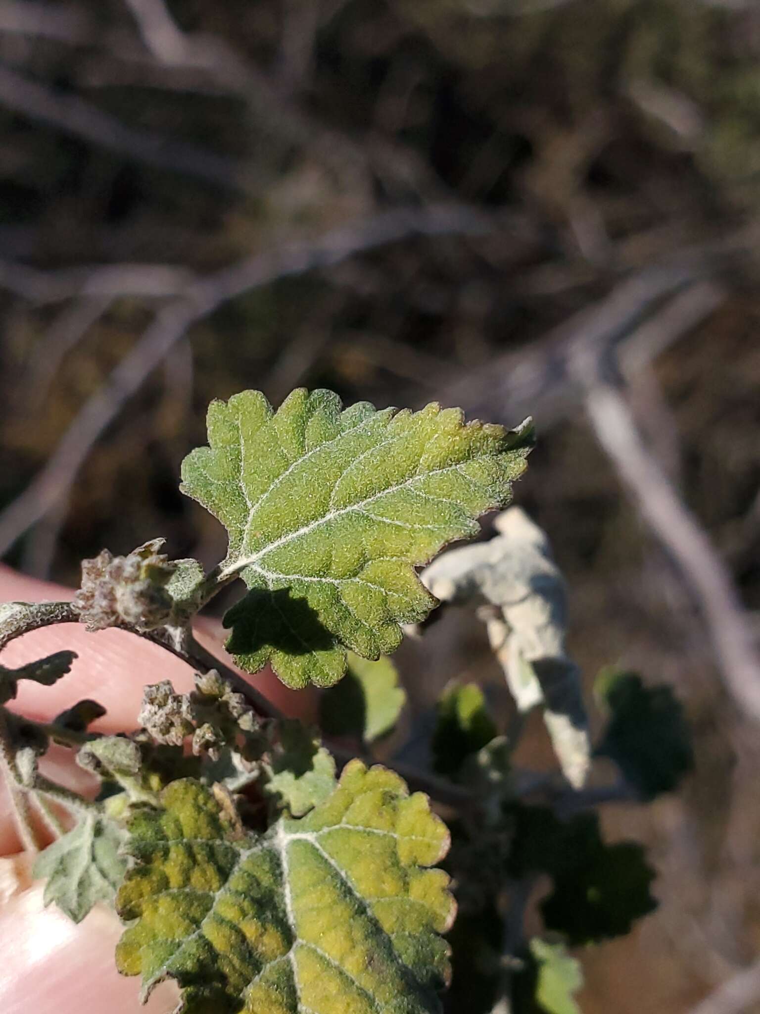 Image of Tucson bur ragweed