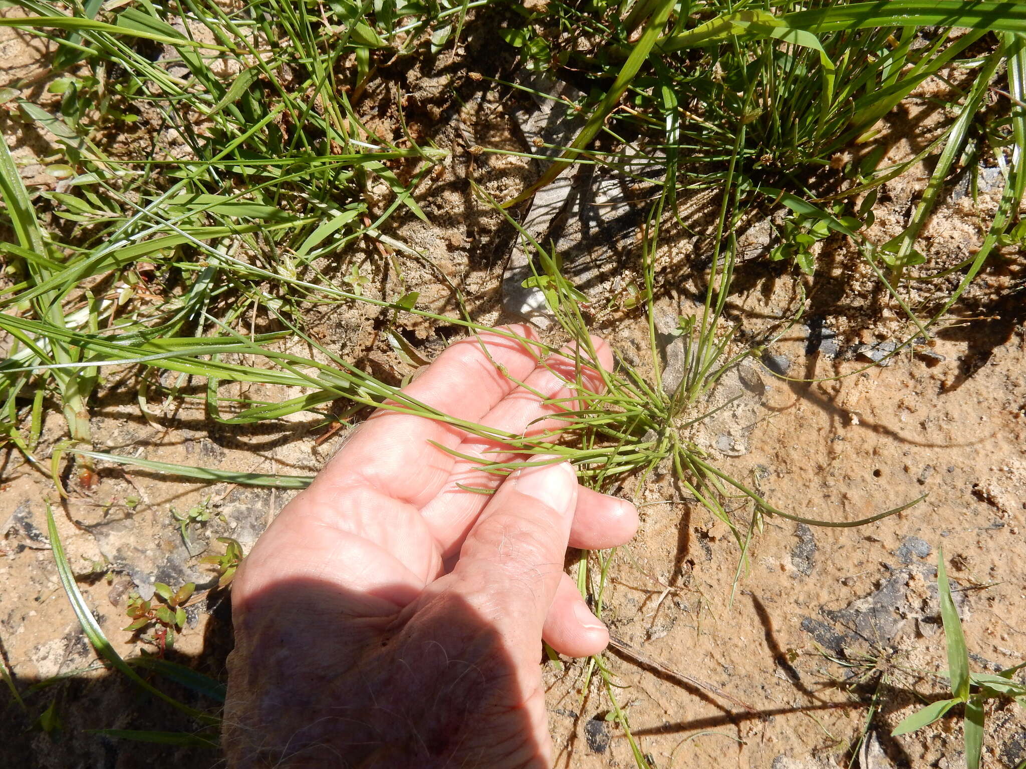 Sivun Schoenoplectiella hallii (A. Gray) Lye kuva