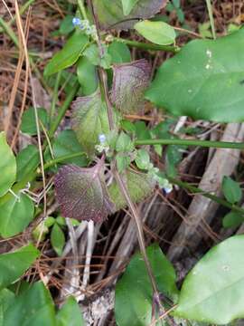 Image of West Indian sage