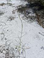 Image of Carolina milkweed