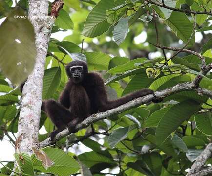 Image of Hoolock Gibbon