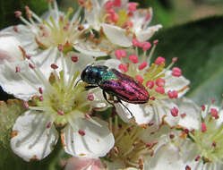 Anthaxia bicolor Falderman 1835 resmi