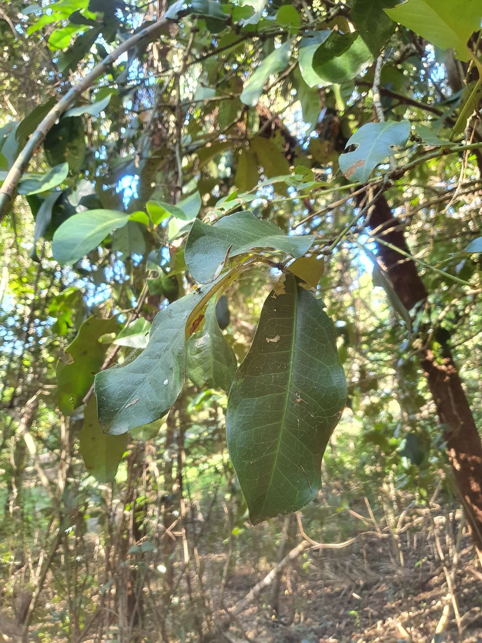 Sivun Wilkiea macrophylla (Tul.) A. DC. kuva