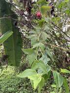 Image of Passiflora cisnana Harms