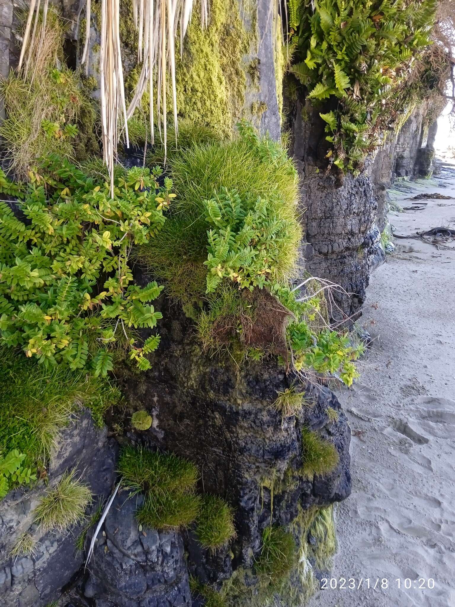 Image of Isolepis praetextata (Edgar) Soják