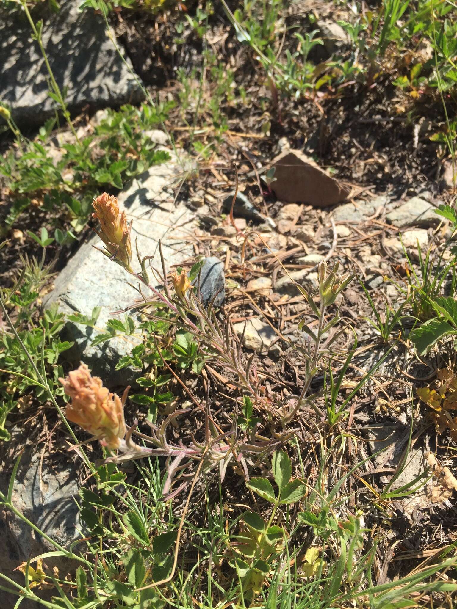 Image of cobwebby Indian paintbrush