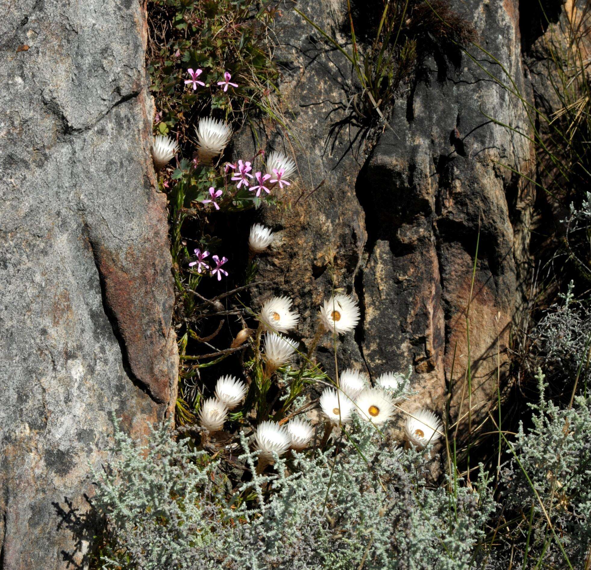 Image of Edmondia sesamoides (L.) O. M. Hilliard