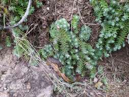 Image of Sedum alamosanum S. Wats.