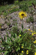 Plancia ëd Helianthella quinquenervis (Hook.) A. Gray