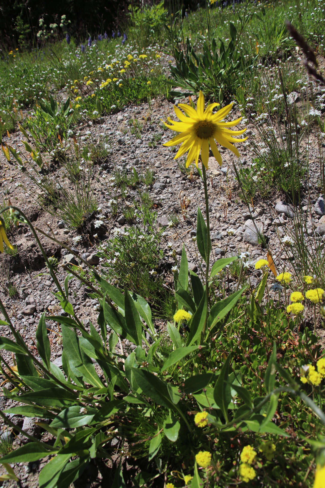 Image of Aspen Sunflower