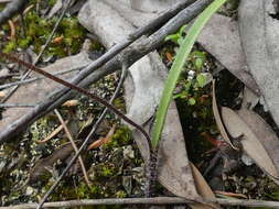 Image of Thick-lip spider orchid