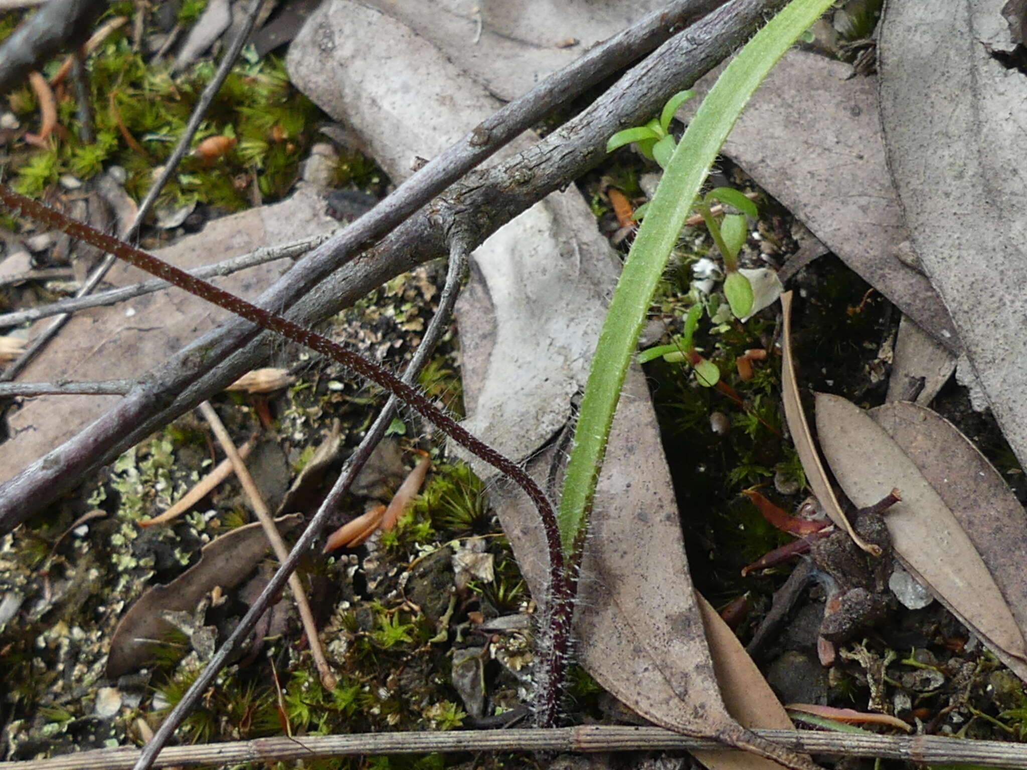 Imagem de Caladenia tessellata Fitzg.