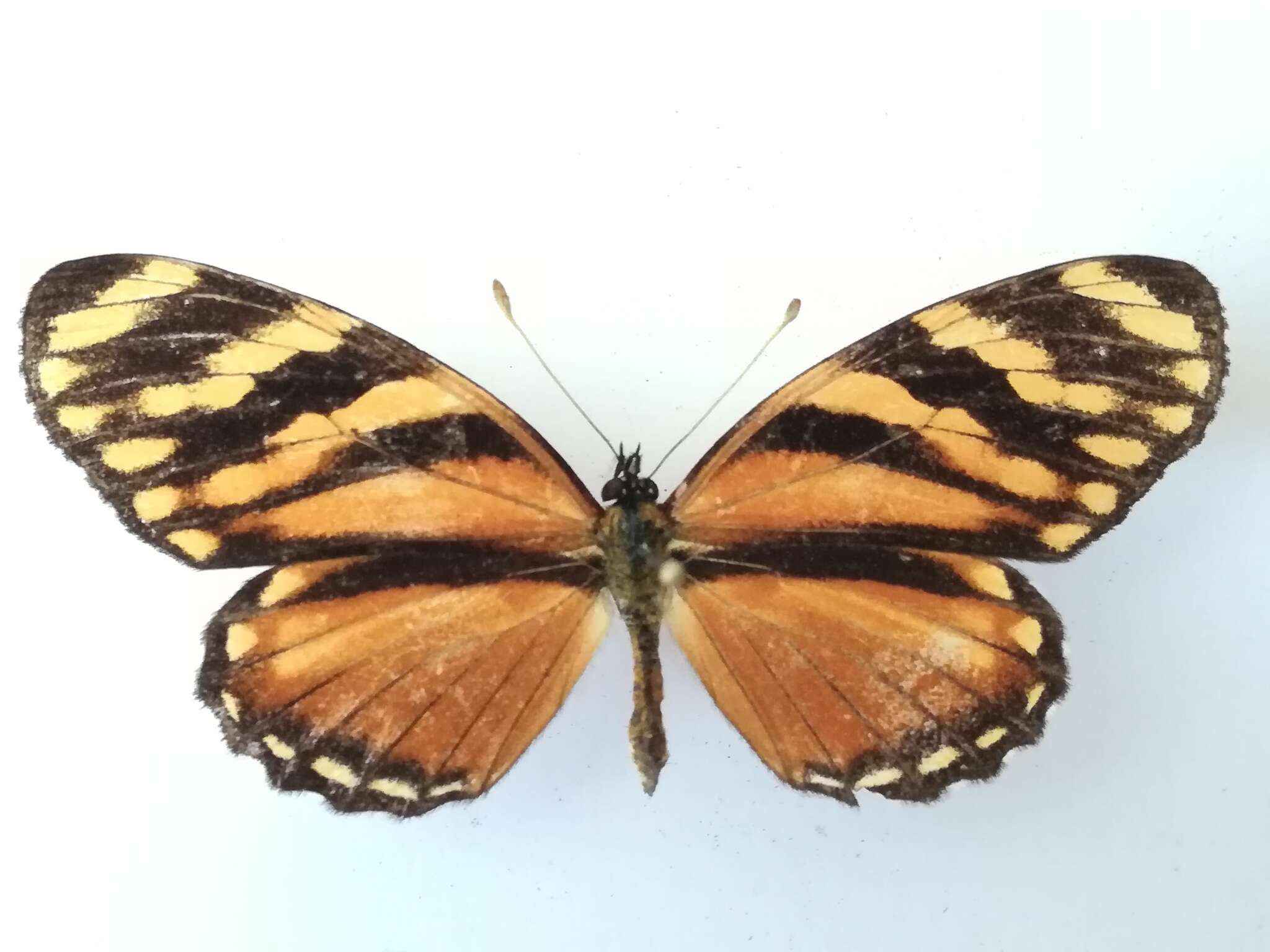 Image of <i>Eresia ithomioides alsina</i>