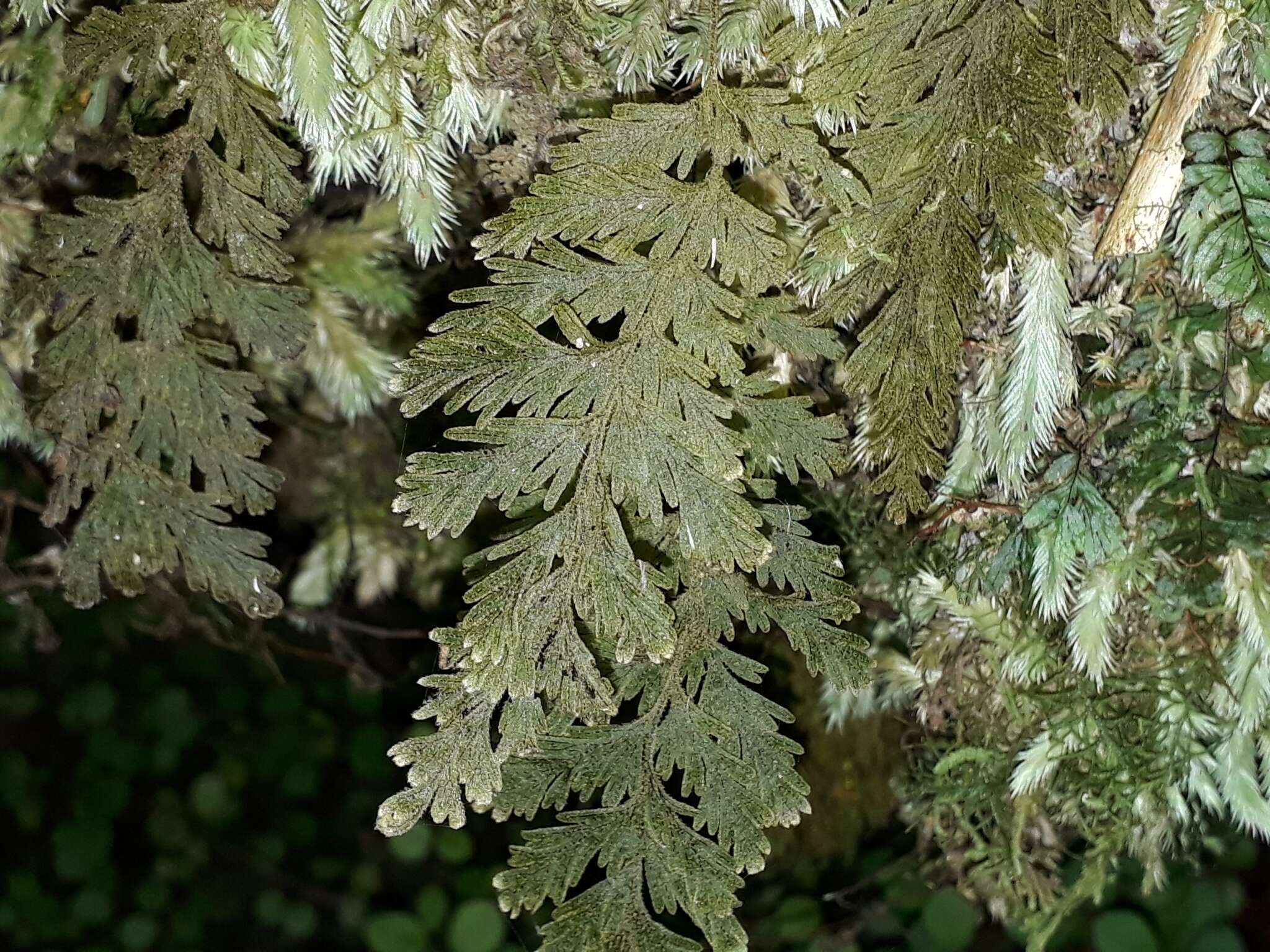 Image of Hymenophyllum frankliniae Col.