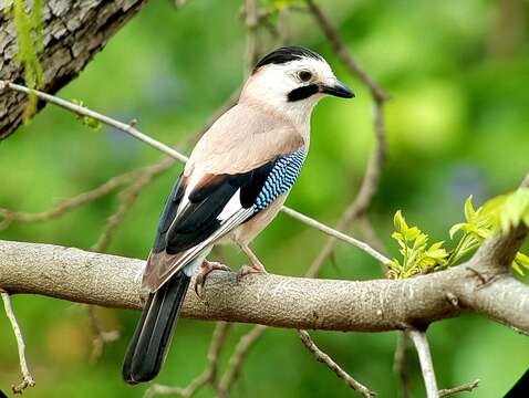 Plancia ëd Garrulus glandarius atricapillus Geoffroy Saint-Hilaire & I 1832