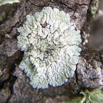 Image of diploicia lichen