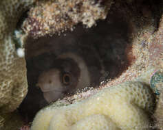 Image of Barred moray