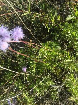 Image of Pinked Mistflower