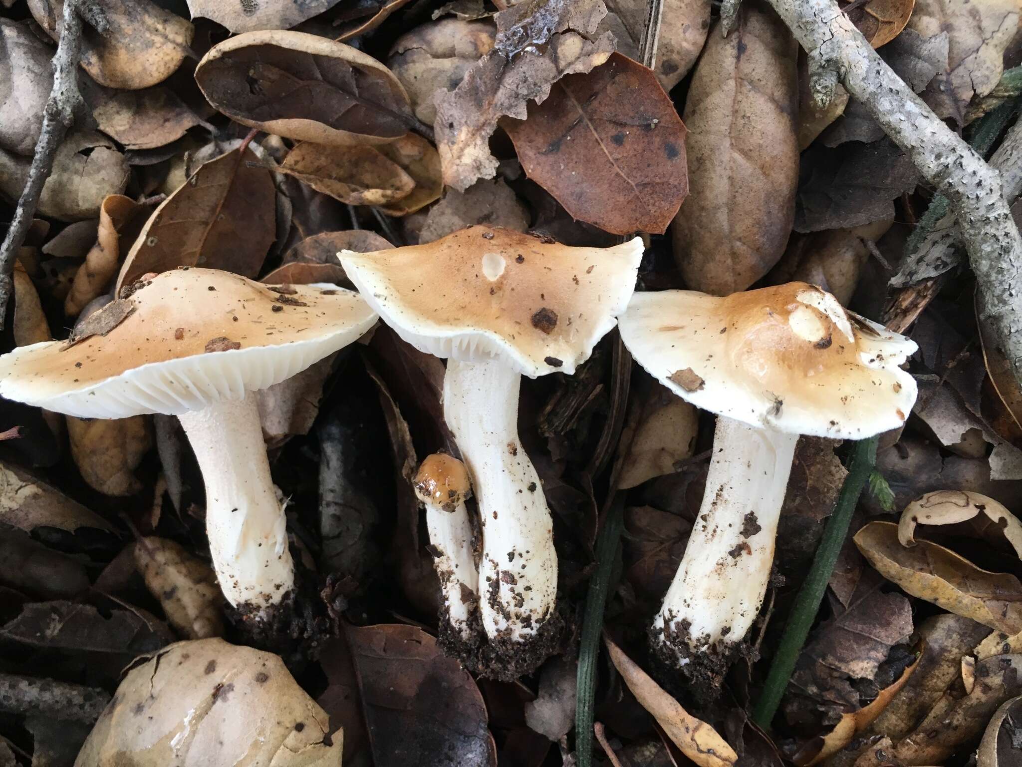 Image of Hygrophorus roseobrunneus Murrill 1916