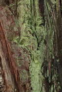 Image of leproloma lichen