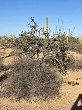 Image of Cylindropuntia thurberi subsp. thurberi