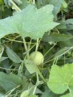 صورة Cucurbita melopepo var. ozarkana (Deck.-Walt.) G. L. Nesom