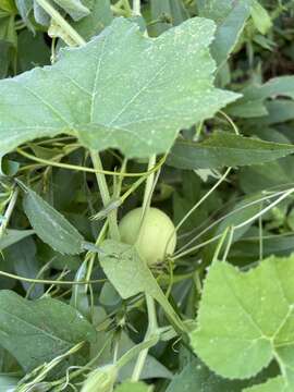 Image of Ozark melon