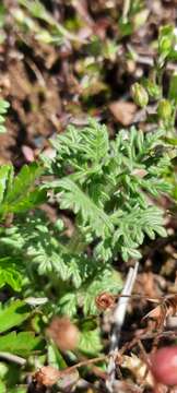 Imagem de Teucrium botrys L.