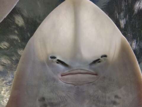 Image of Grey guitarfish