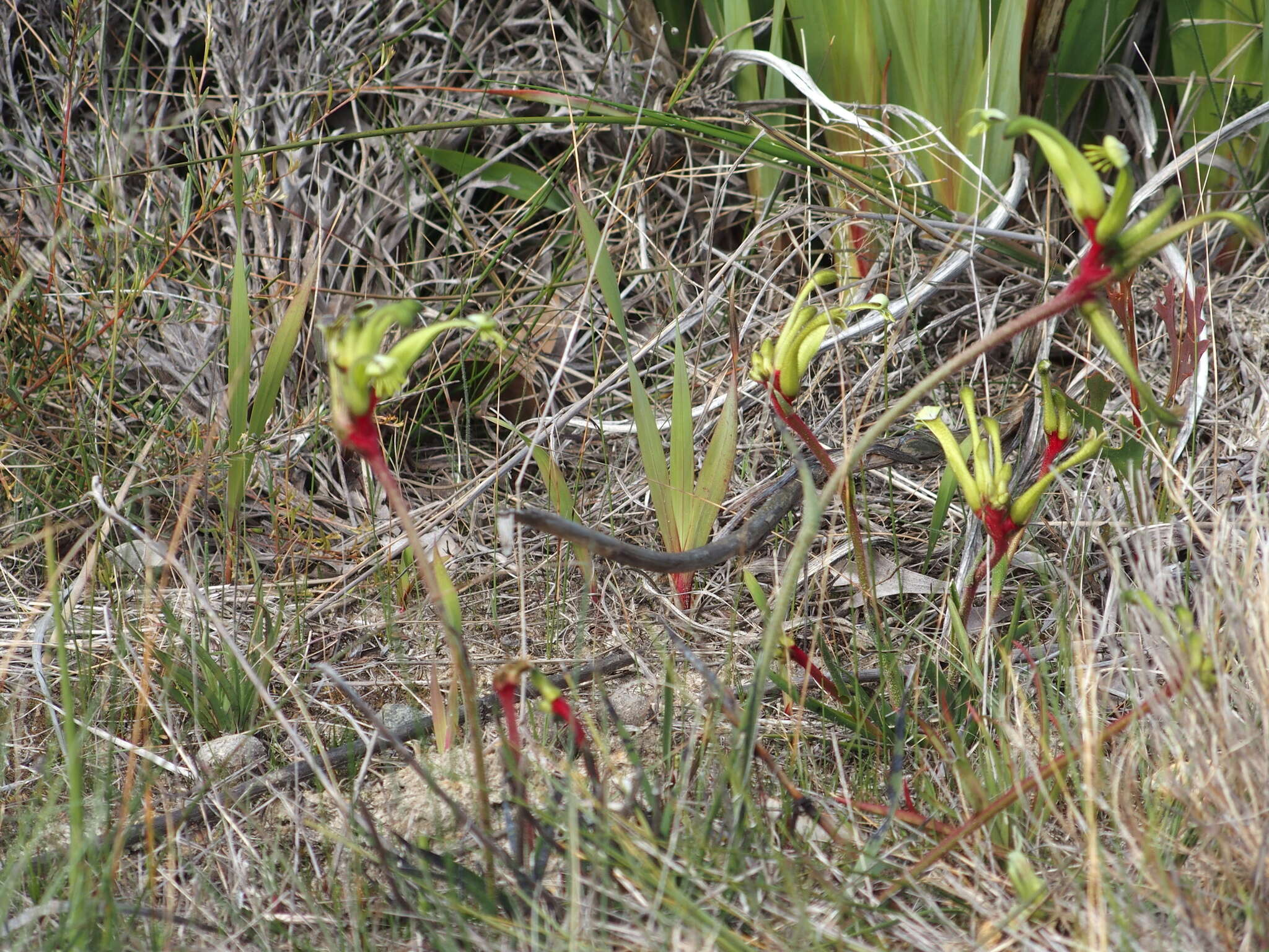 Image of Anigozanthos bicolor subsp. decrescens Hopper