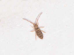 Image of Springtail