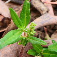 Sivun Persicaria prostrata (R. Br.) Sojak kuva