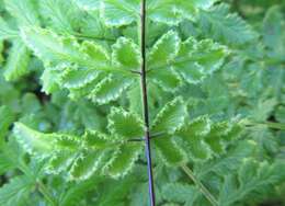 Image of Cheilanthes capensis (Thunb.) Sw.