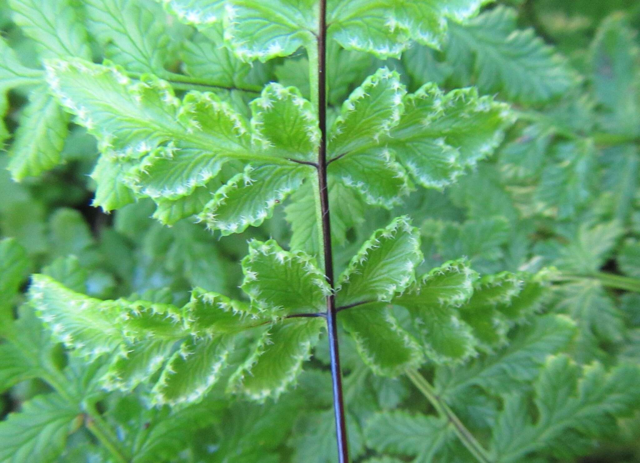 Image de Cheilanthes capensis (Thunb.) Sw.