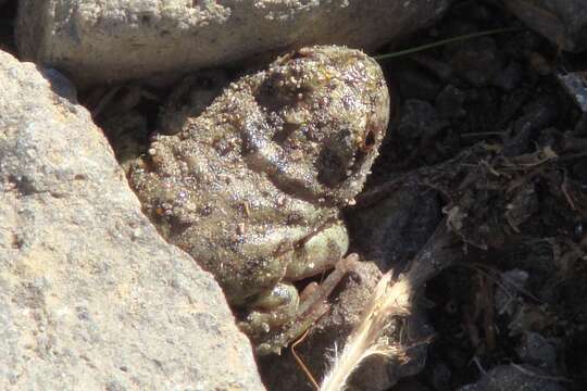 Image of Laguna Raimunda Frog