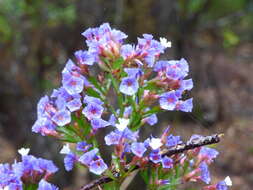 Image de Limonium macrophyllum (Brouss.) O. Ktze.