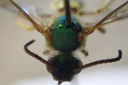 Image of Concave-nosed Striped-Sweat bee