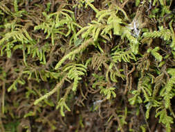 Image de Claopodium crispifolium Renauld & Cardot 1893