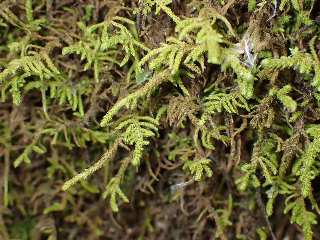 Image de Claopodium crispifolium Renauld & Cardot 1893