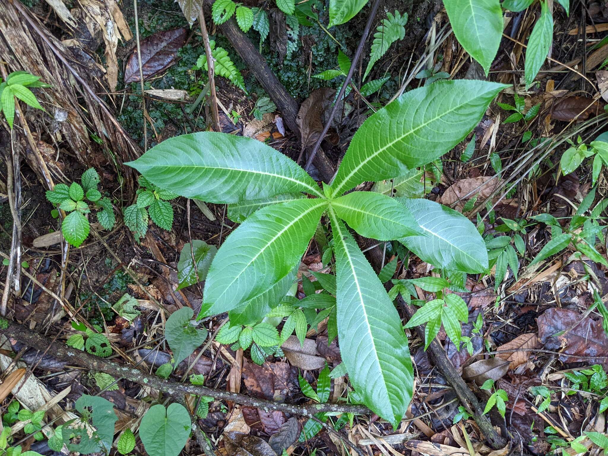 Image of Robust Lobelia