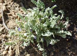 صورة Astragalus arequipensis Vog.