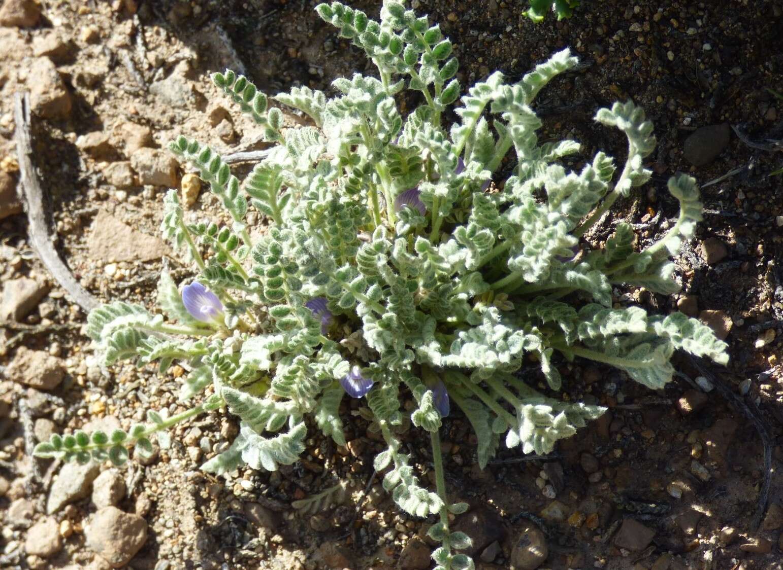 صورة Astragalus arequipensis Vog.