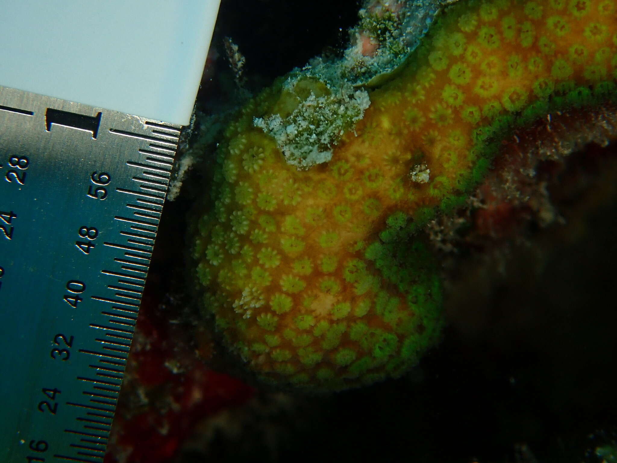 Image of Green Cactus Coral