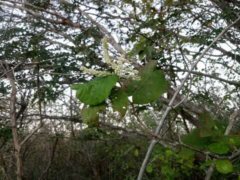 Image de Neomillspaughia emarginata (Gross) S. F. Blake