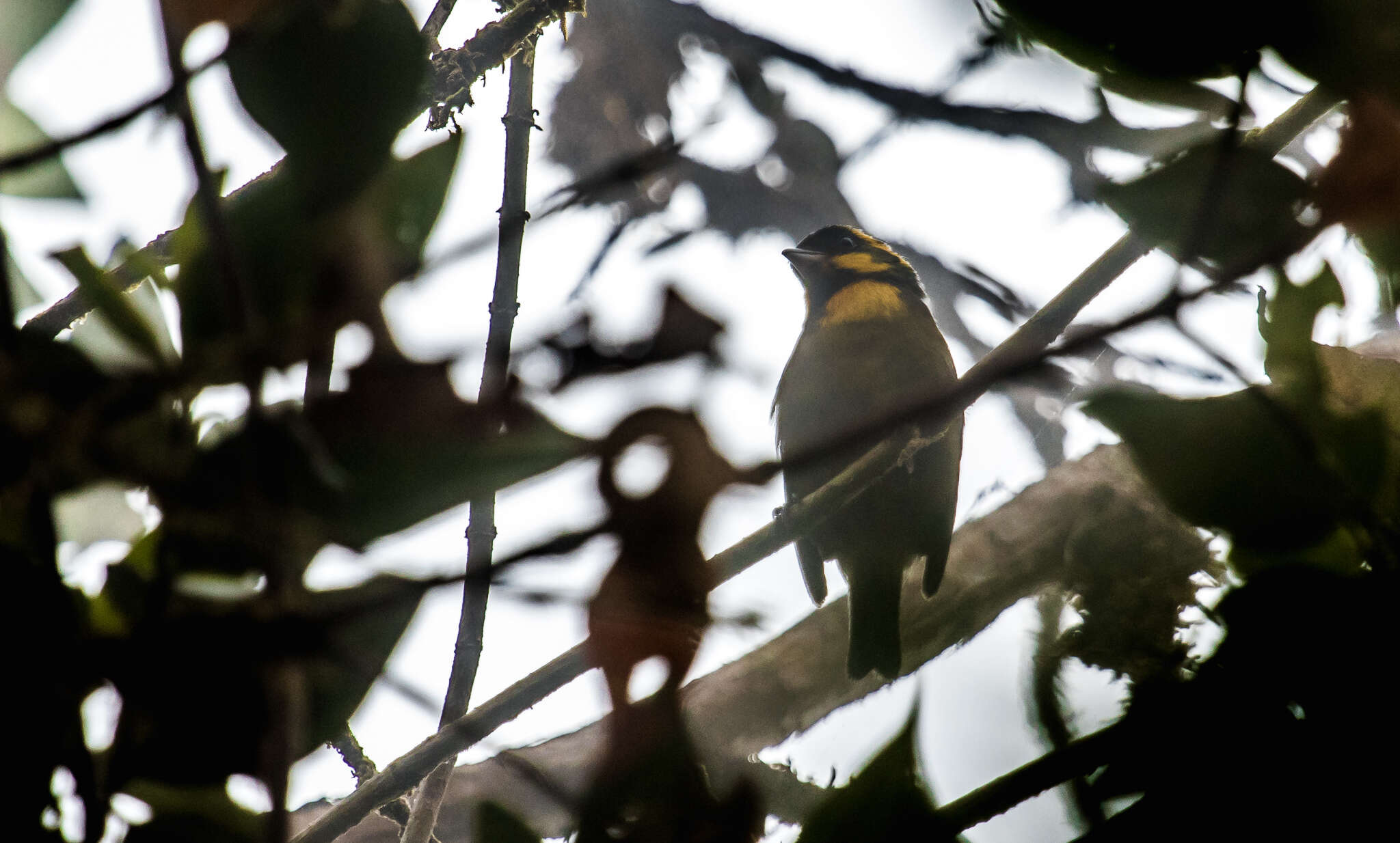 Image of Gold-ringed Tanager