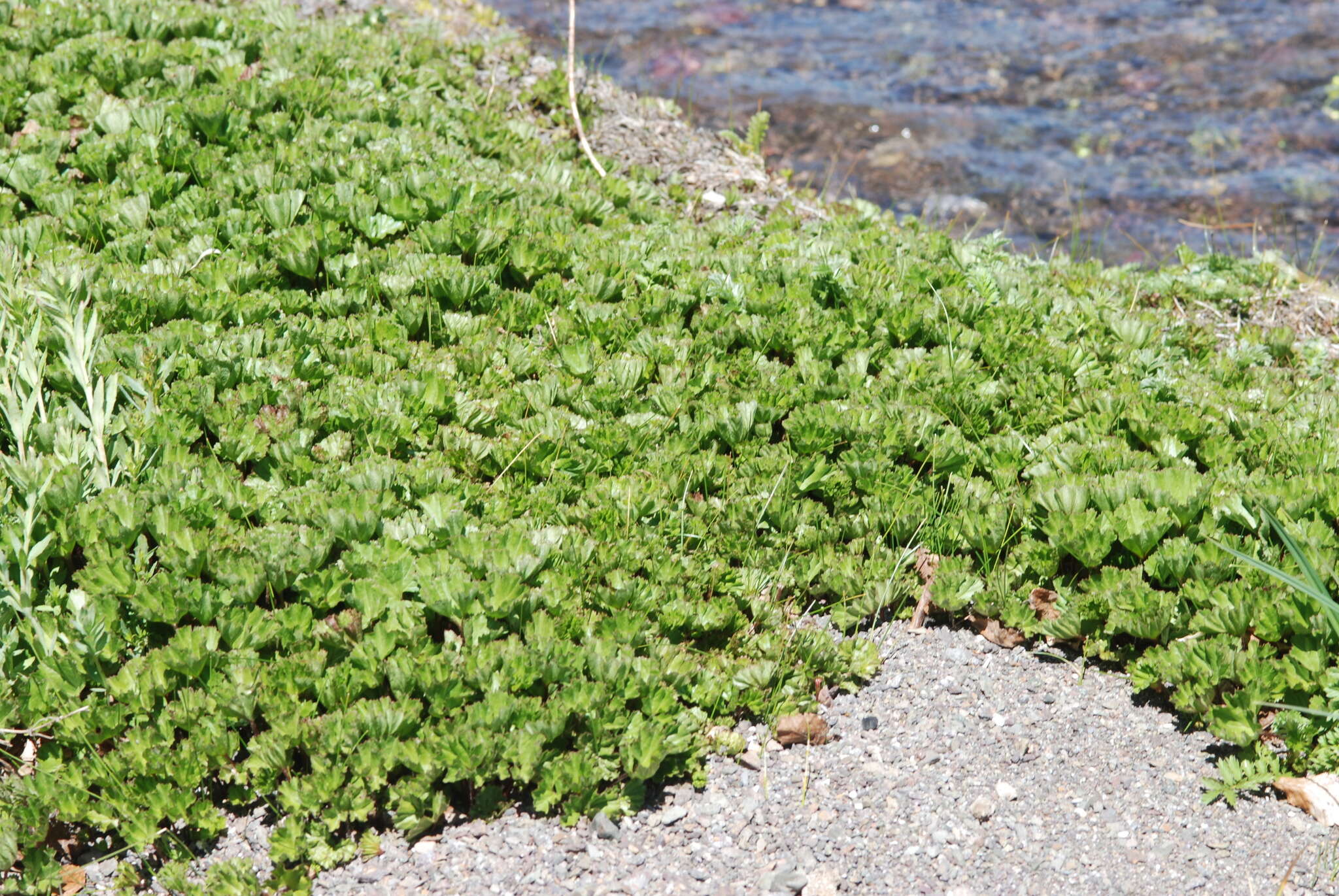 Sivun Gunnera magellanica Lam. kuva