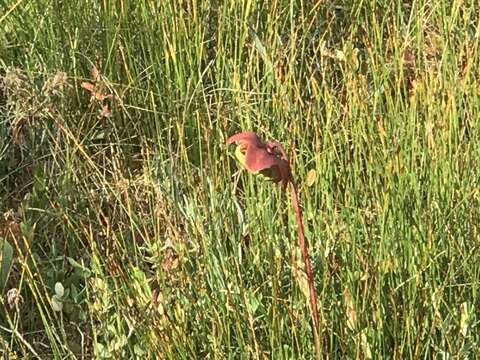 Image of southern purple pitcherplant