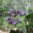 Image of Dombeya coria Baill.