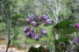 Image of Dombeya coria Baill.