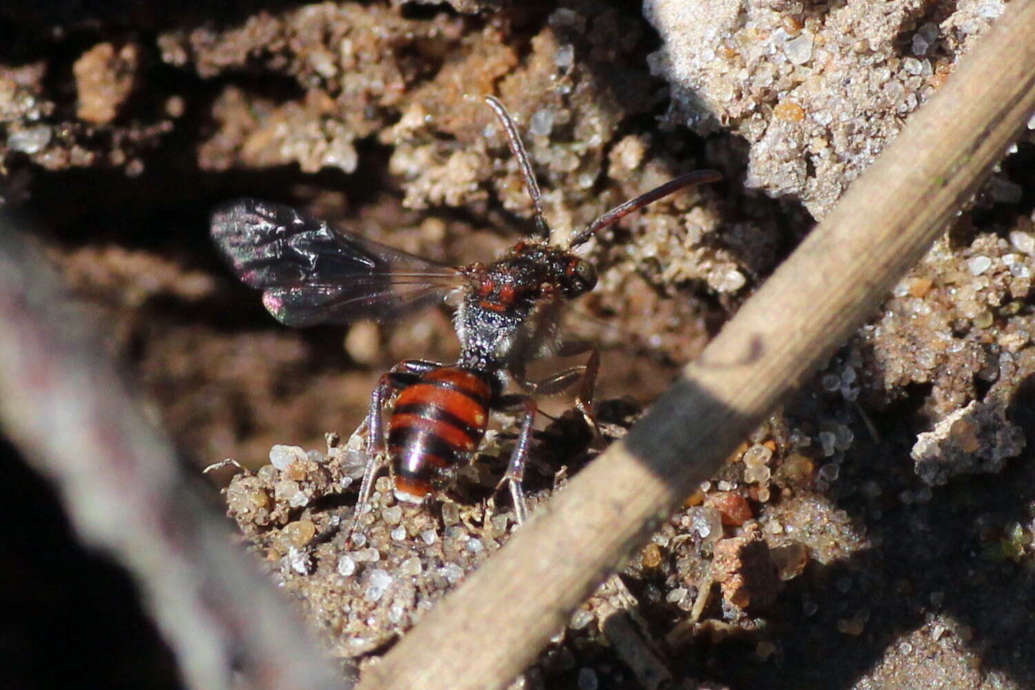 Nomada flavoguttata (Kirby 1802) resmi